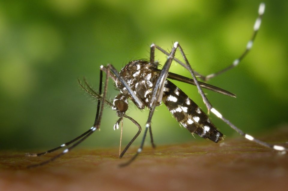 Chikungunya chegou ao País um ano antes do que foi apontado