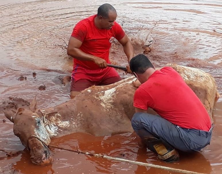 Bombeiros resgatam cavalo preso em ‘água barrenta’