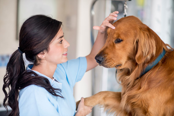 Conselho regulamenta serviços de auxiliar veterinário