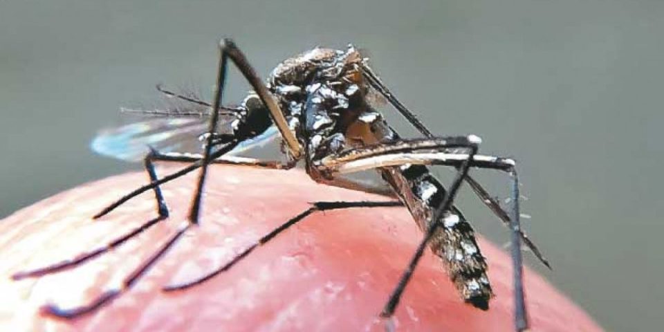 Municípios do interior de SP têm 19 mortes confirmadas por dengue