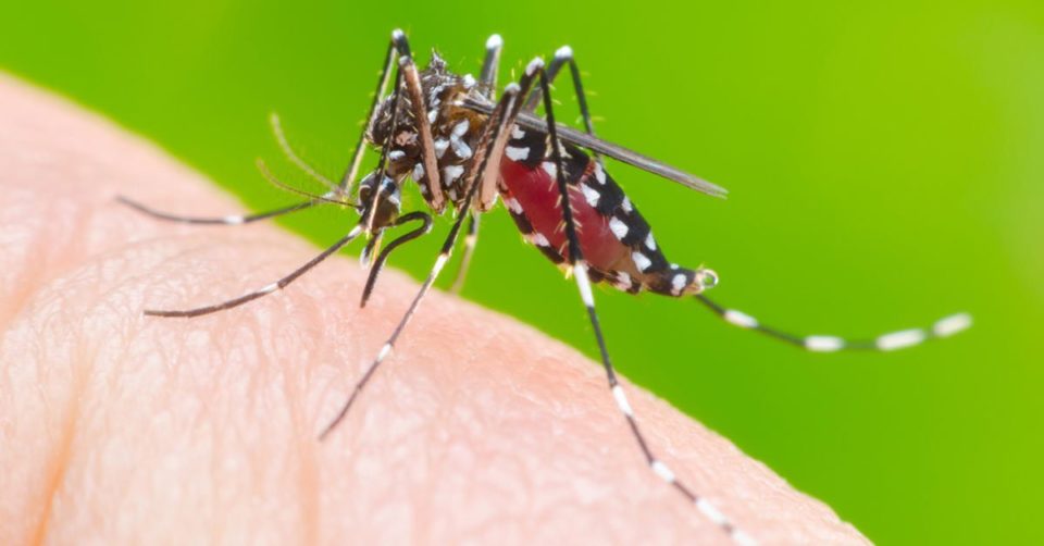 Sobe para 118 o número de casos confirmados de dengue