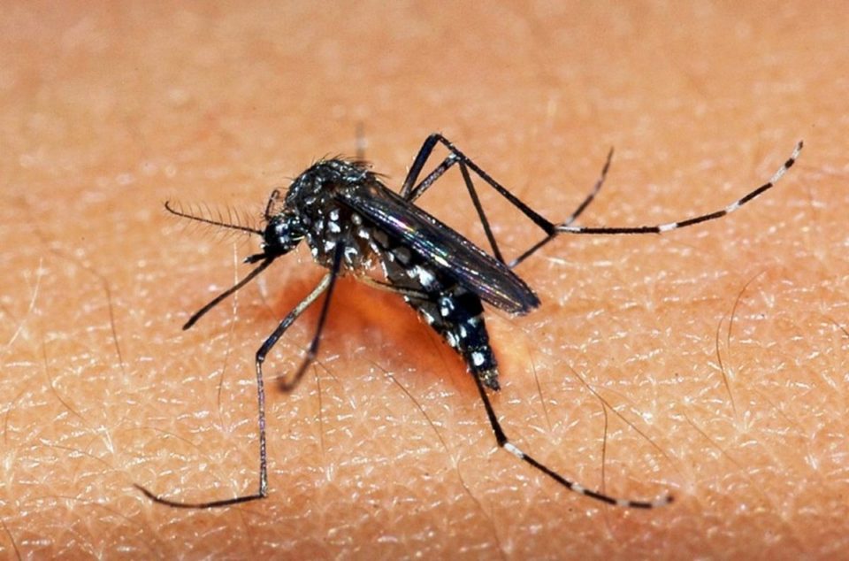 Casos de dengue crescem 224%