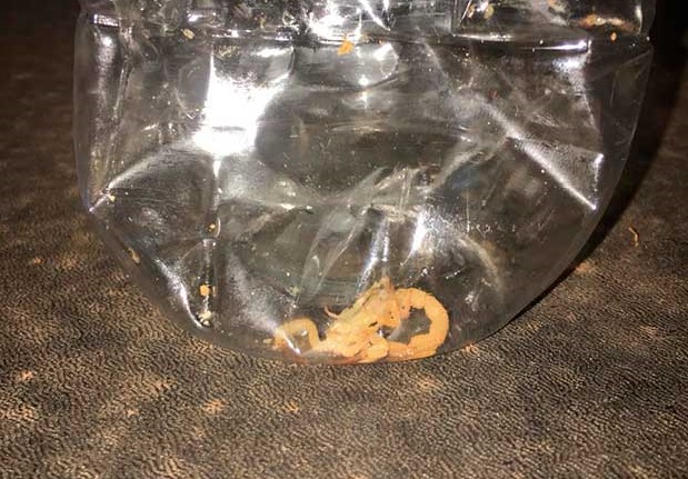 Criança de dois anos é picada por escorpião em Tupã