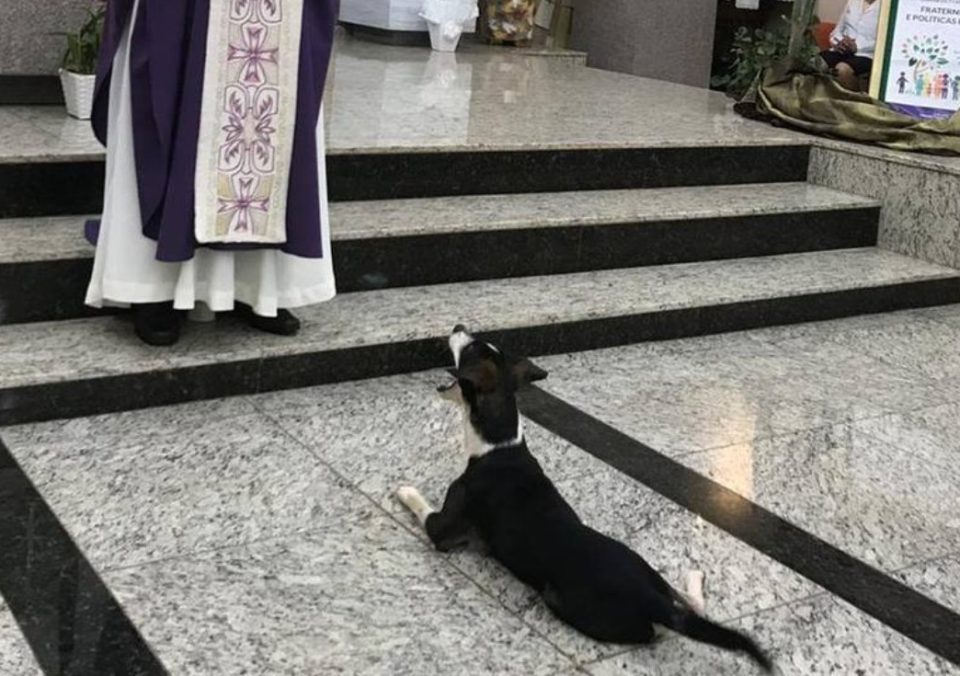 Cão ‘Zezinho’ acompanha padre em missa e encanta fiéis no interior