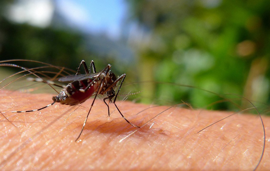 Dengue registra casos em 94% dos municípios no estado de SP