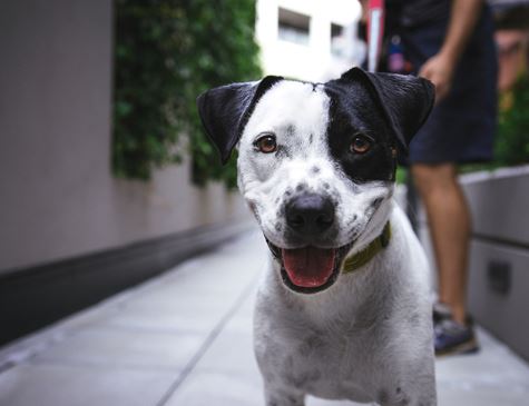 STJ decide que condomínios não podem proibir animais