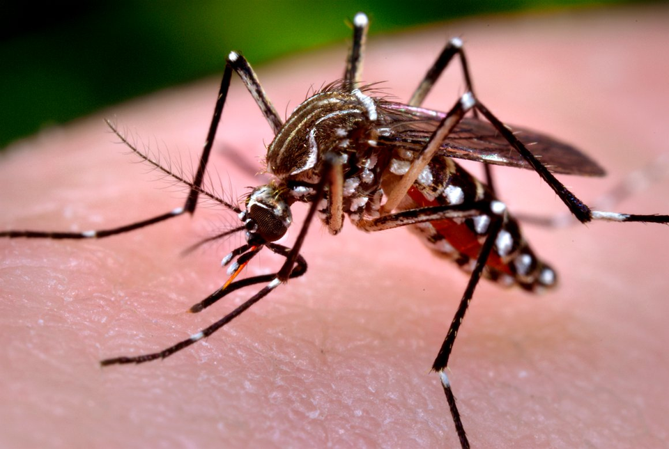 Com 21 mortes, epidemia de dengue em Bauru tem 19 mil casos