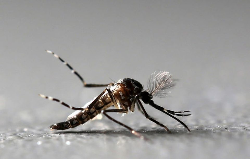 Interior de SP já tem dez cidades em emergência por dengue