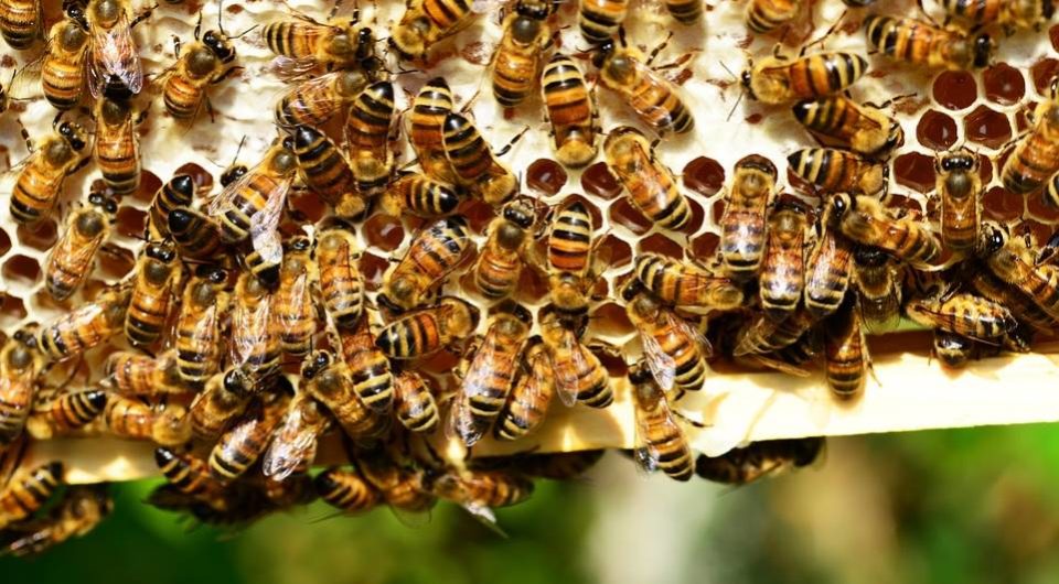 Morre idoso que levou mais de 2.000 picadas de abelhas no interior