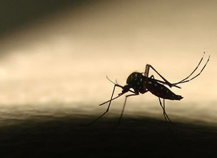 Campinas vive epidemia e tem segunda morte por dengue