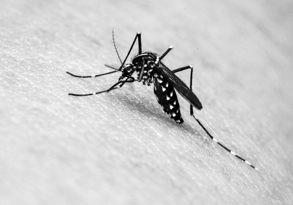 Casos de dengue avançam 339% no Brasil