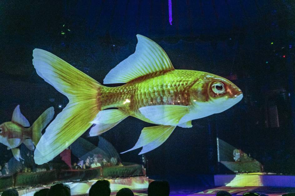 Circo troca animais de verdade por hologramas em 3D