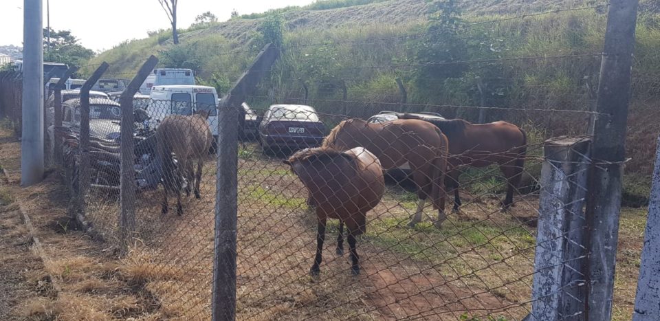 PRF apreende cavalos soltos na Rodovia Transbrasiliana