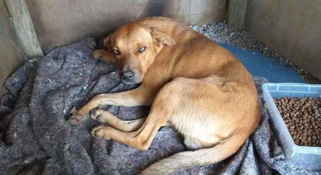 Cão “voa” ao morder mochila de praticante de parapente