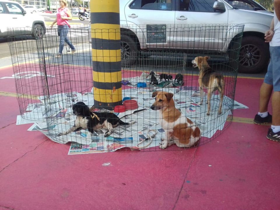 Feira de adoção de animais acontece hoje na praça da Emdurb