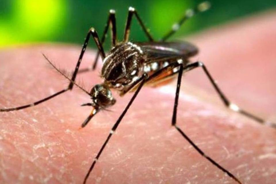 Brasil registra 410 mortes por doenças ligadas ao Aedes neste ano