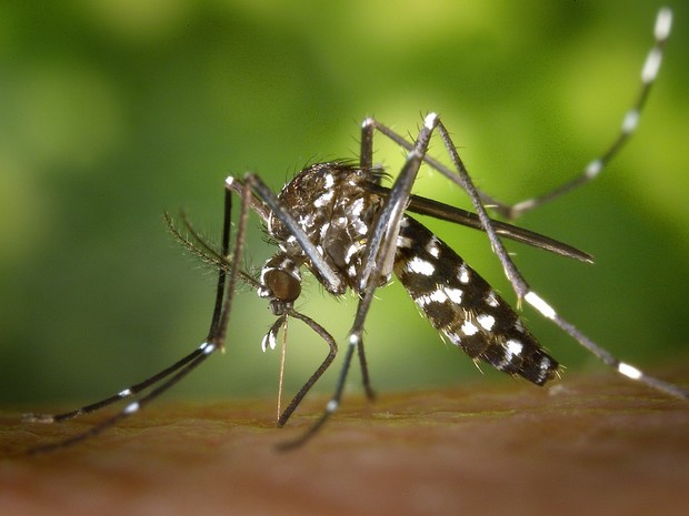 Rio Preto chega a 24,3 mil casos de dengue; Bauru tem 28 mortes