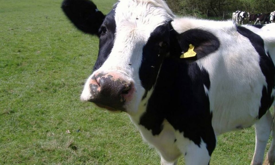 Caso de ‘vaca louca’ faz Brasil suspender carne para a China