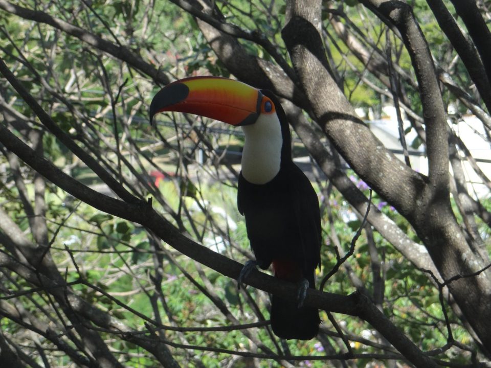 Aparição de tucano encanta marilienses na zona Oeste