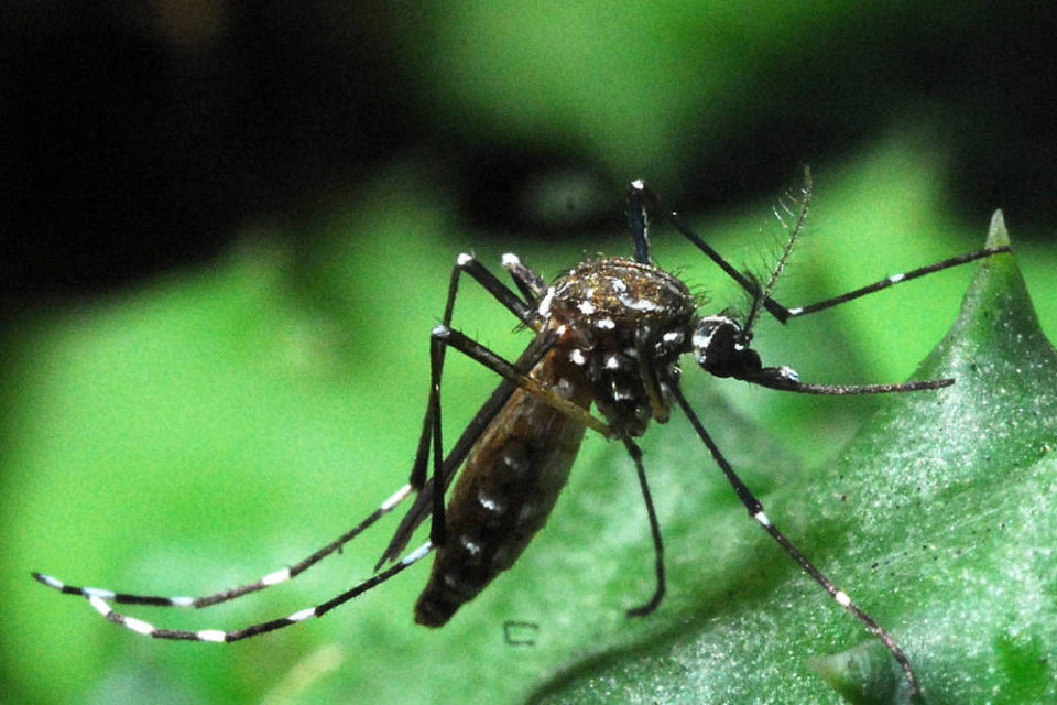 Dengue: Brasil tem 1,3 milhão de casos e 443 mortes em 2019