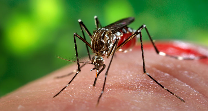 Rio Preto confirma 14ª morte e 31 mil casos de dengue este ano