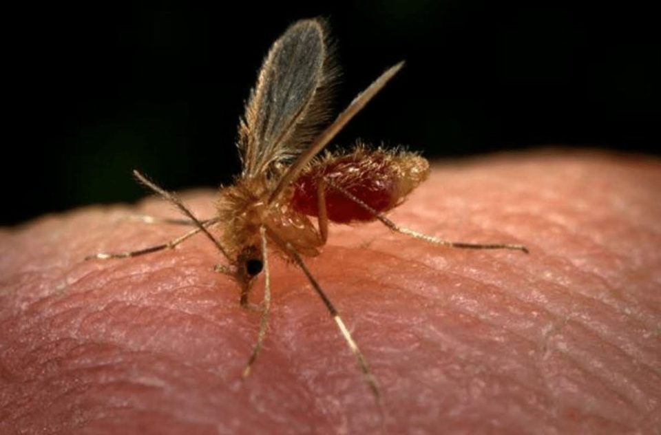 Terceira morte por leishmaniose visceral causa preocupação no interior