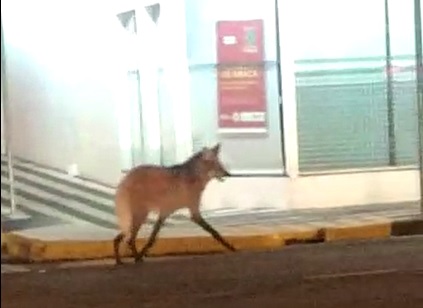 Lobo é flagrado caminhando em ruas de cidade da região