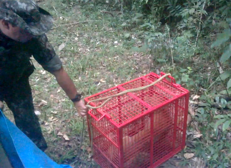 Onça capturada em Padre Nóbrega é devolvida para a natureza