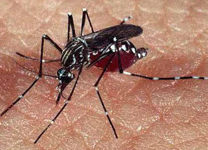Pompeia registra mais de 200 casos de dengue este ano
