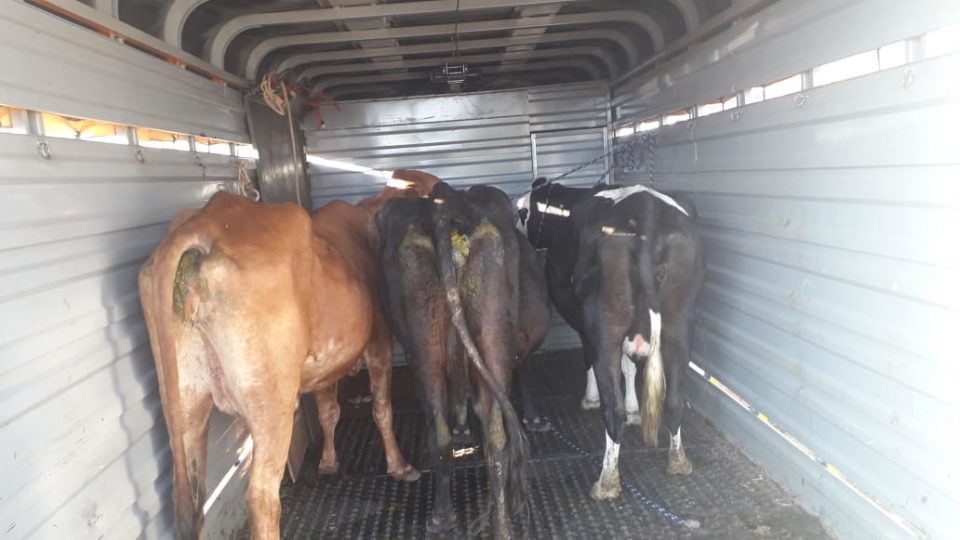 Vacas em via pública são recolhidas pela Prefeitura