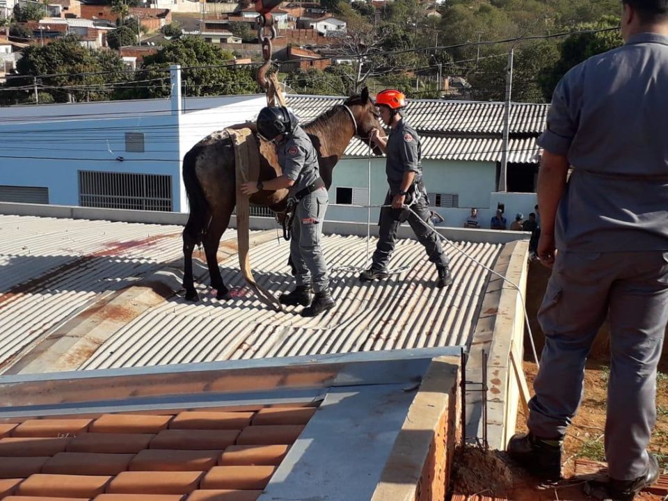 Bombeiros resgatam cavalo em cima de telhado de cidade na região
