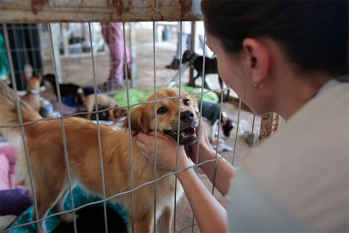 Cães e gatos resgatados em Brumadinho serão colocados para adoção