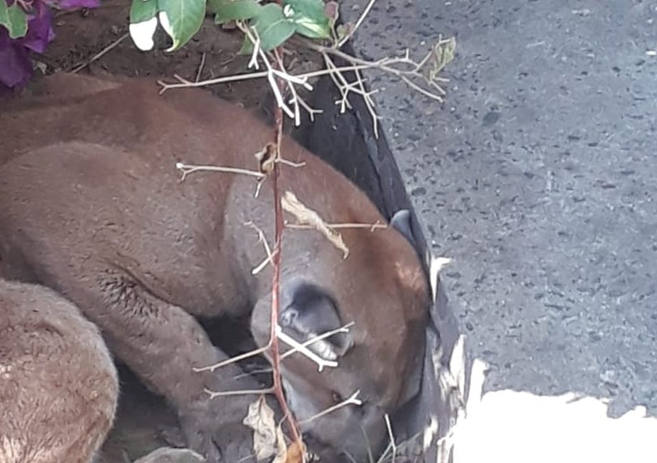 Onça parda é capturada no Centro de cidade da região