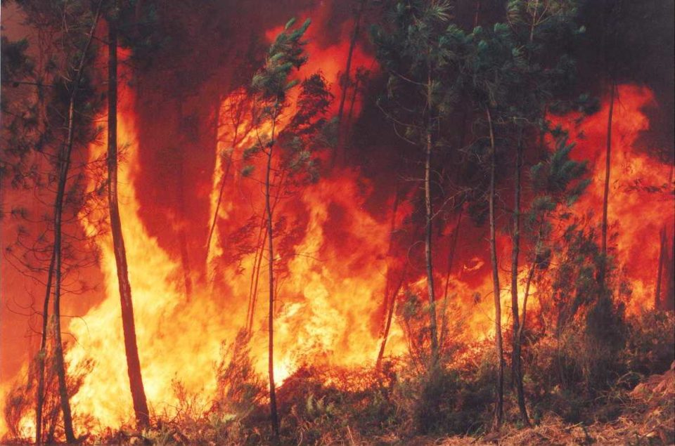 Relatos indicam que incêndios são criminosos