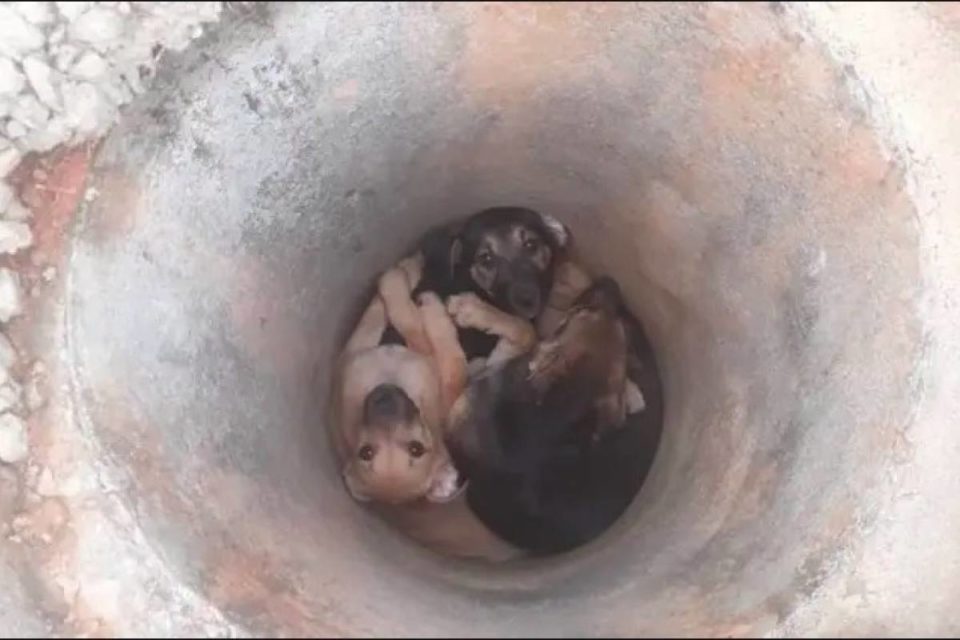 Filhotes de cachorro são resgatados em manilha de concreto