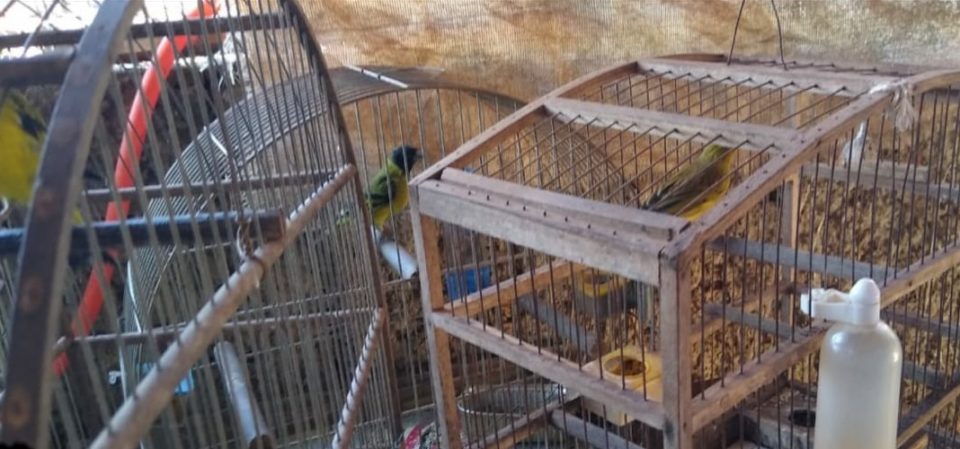 Polícia Ambiental flagra pássaros em cativeiro irregular