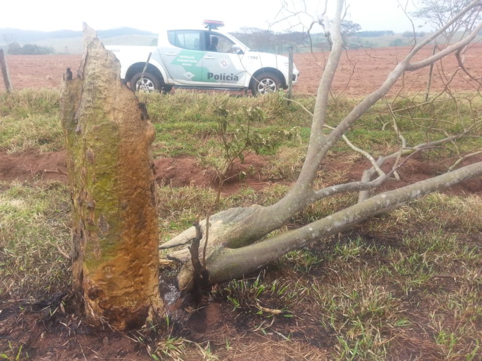 Polícia Ambiental flagra queimada e corte de árvore em Ocauçu