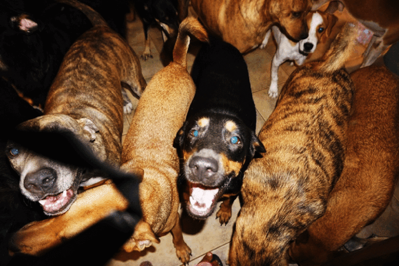 Mulher abriga 97 cães diante da ameaça do furacão Dorian