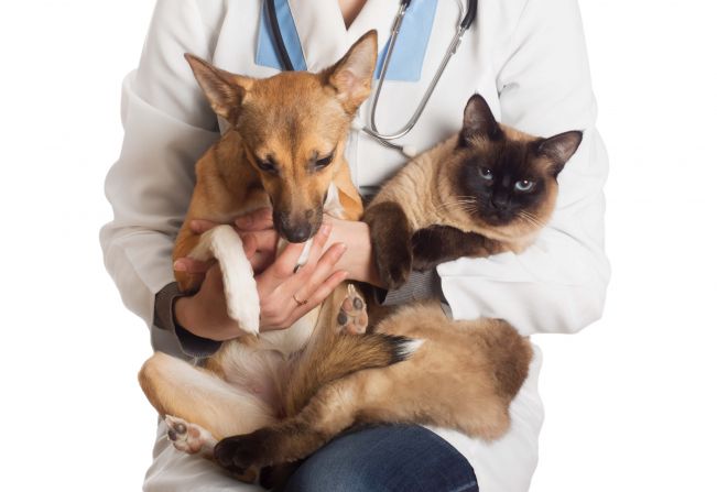 Garça publica edital para contratar serviços de castração para cães e gatos