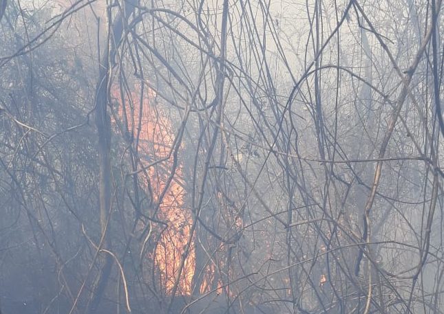 Fogo de grandes proporções atinge área de preservação permanente