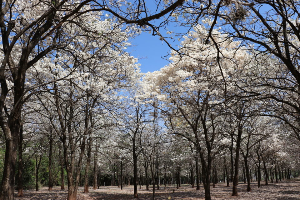 Nova florada de Ipês Brancos é atração no Bosque