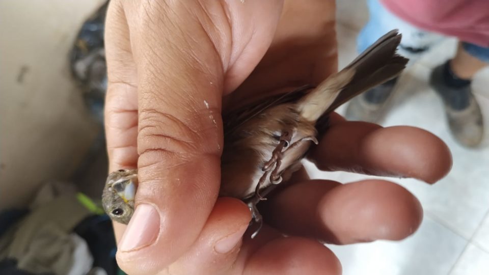 Polícia Ambiental flagra pássaro com anilha adulterada em Alvinlândia
