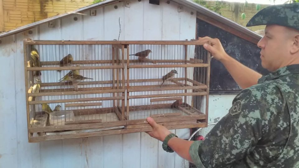 Morador é flagrado com 12 pássaros em cativeiro na região