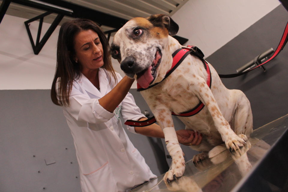 Veterinária da Unimar realiza a Campanha Outubro Rosa Pet