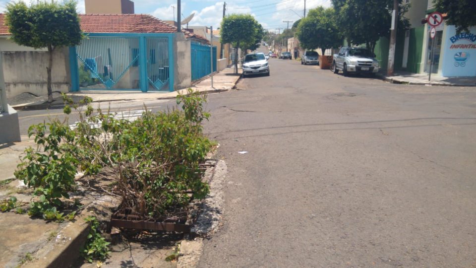 Árvore cresce dentro de bueiro e gera indignação na zona Norte