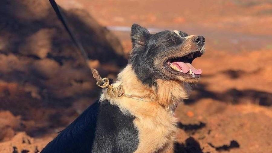 Morre o cão responsável por localizar vítimas em Brumadinho e Mariana