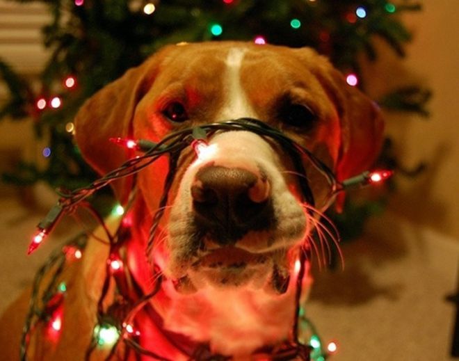 Decoração de Natal pode representar perigo para os pets