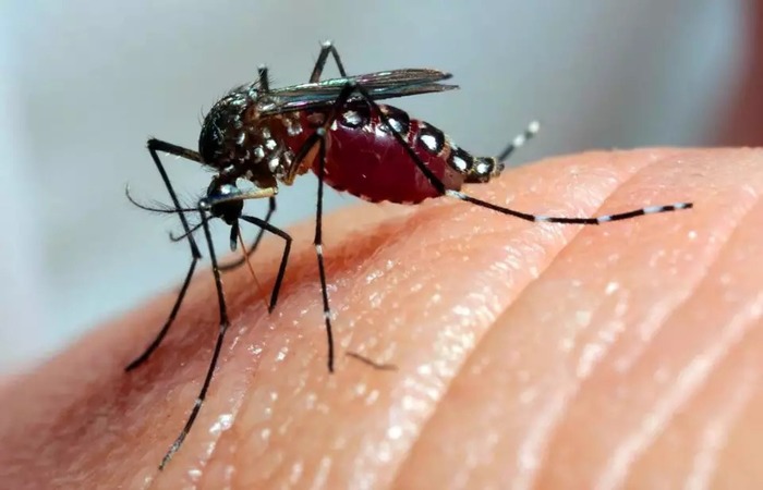 País já registrou 710 mortes por dengue este ano, 256 em SP