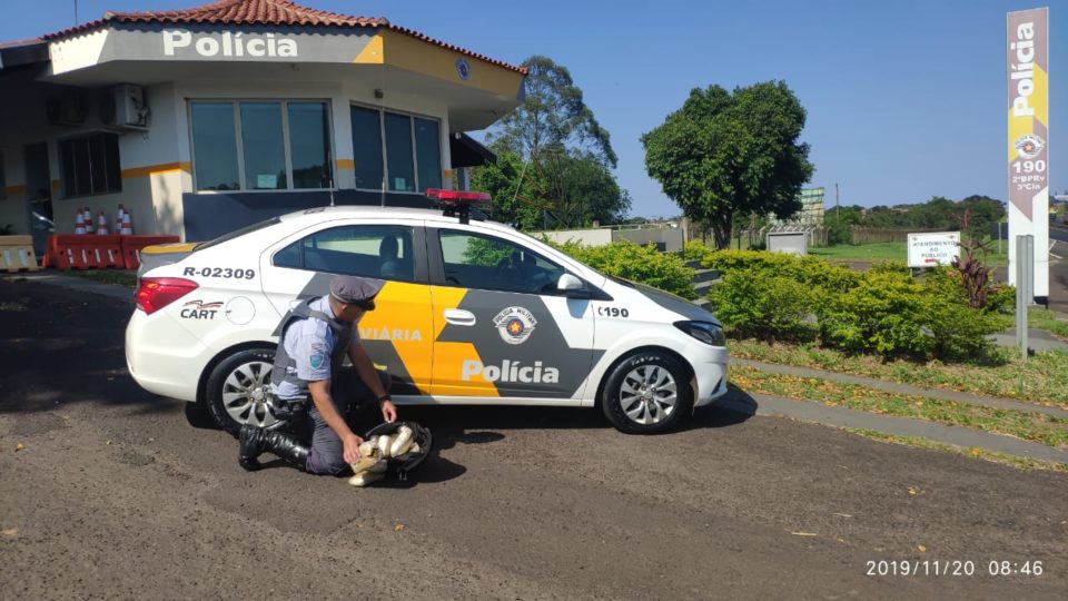 Passageira de ônibus é flagrada transportando skunk na região