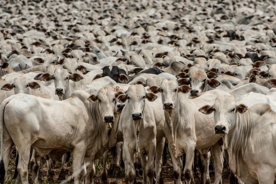 Preço do boi favorece pecuaristas de Marília e assusta consumidor